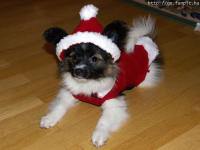 The Dog In Merry X-Mas