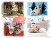 Cute Animal Vol. 7