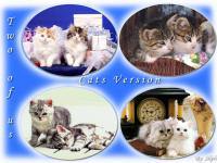 Cute Animal Vol. 8