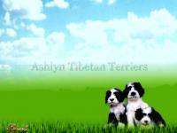 terriers