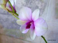 ดอกกล้วยไม้สีสวย