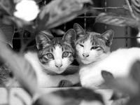 cat cat