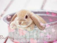 :: Bunny :: (2)