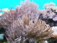 Coral at Waghor Aquarium