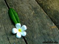 ดอกไม้กลิ่นหอม