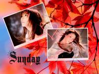Sunday Maple