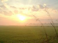 sun and field