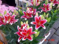 สีสัน