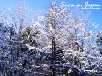 Snow in Japan