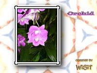 Orchid