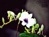 Orchid