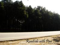 Roadside with pine tree