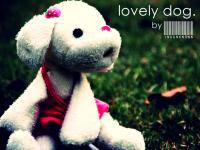 Lovely dog