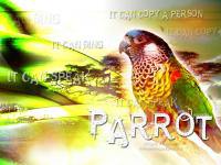 Parrot : นกแก้ว มากความสามารถ 