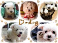 D-dog
