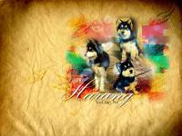 Harang - Yoochun's Pet