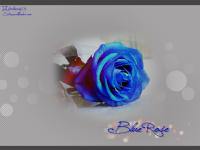 ฺBlue Rose...