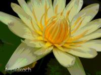 White Lotus