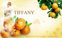 SNSD Freshy [Vol.1] >>> Tiffany