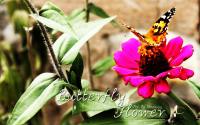 ButterflyFlower