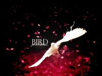- BIRD.