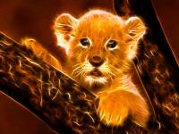 Little Lion