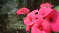 Pink Flower Photograph