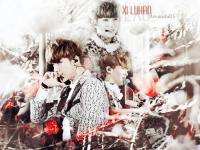 XI LUHAN-EXO Wallpaper