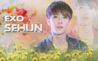 SEHUN EXO (Flower Boy)