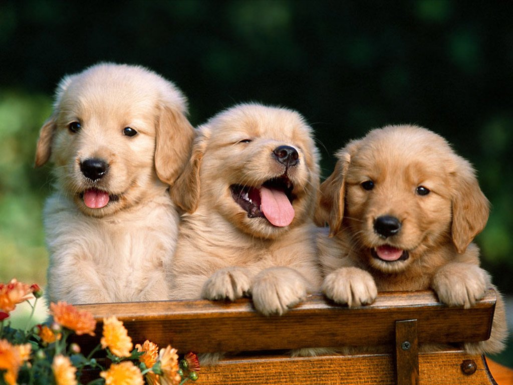 Choosing The Right Dog Wallpaper