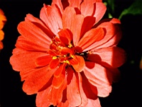 Flower_010001