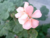 Flower_010002