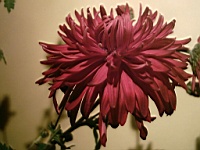 Flower_010003