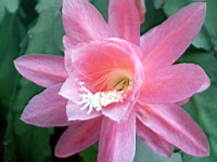 Flower_010009