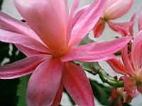 Flower_010012