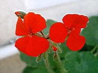 Flower_010014