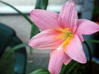 Flower_010015