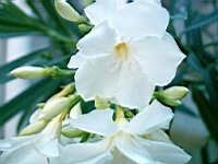 Flower_010016