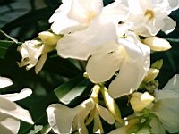 Flower_010017