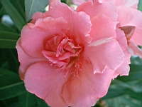 Flower_010018