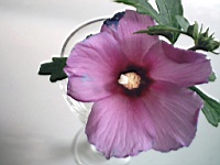Flower_010019