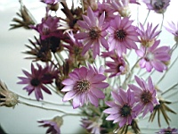 Flower_010020