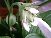 Flower_010021