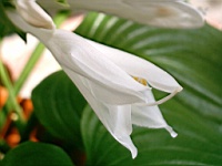 Flower_010022