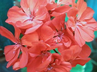 Flower_010023