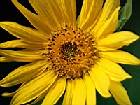 Flower_010024