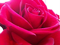 Flower_010025