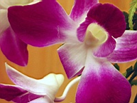Flower_010026