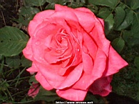 Flower_010027