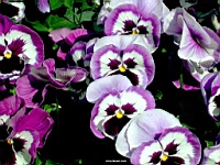 Flower_010028